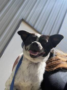 A476463 -  Chihuahua and Mixed Breed Dog for Adoption in Oklahoma City, Oklahoma - A476463 | PetCurious