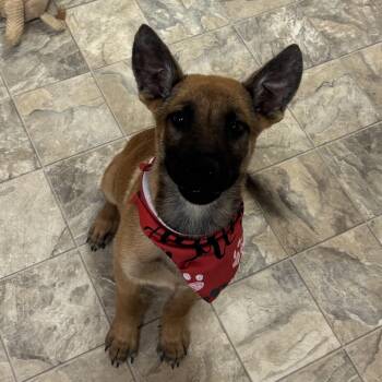 Belgian Shepherd Malinois Dogs Available for Adoption in Pilot Point, Texas - Dingo | PetCurious