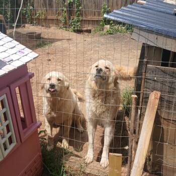 Popcicle -  Great Pyrenees Dog for Adoption in Lynchburg, Virginia - Popcicle | PetCurious