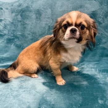 Jerry -  Pekingese Dog for Adoption in Houston, Texas - Jerry | PetCurious