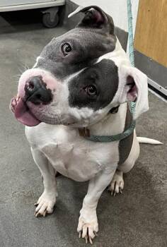 Pit Bull Terrier Dogs Available for Adoption - DIAMOND | PetCurious