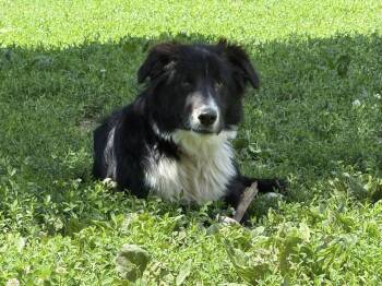 Moss -  Border Collie Dog for Adoption in Chestertown, Maryland - Moss | PetCurious
