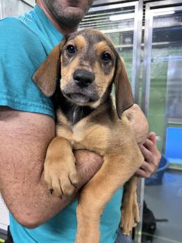 Zen -  Hound Dog for Adoption in Elmsford, New York - Zen | PetCurious