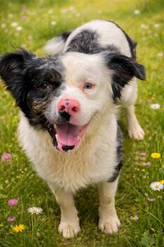 Australian Shepherd Dogs Available for Adoption in Lacon, Illinois - Gunner | PetCurious