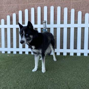 TRACE -  Siberian Husky and Mixed Breed Dog for Adoption in Modesto, California - TRACE | PetCurious