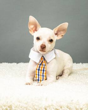 Gilligan - Puppy -  Chihuahua Dog for Adoption in Plano, Texas - Gilligan - Puppy | PetCurious