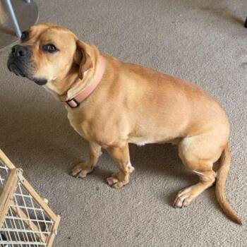 Bullmastiff Dogs Available for Adoption in Des Moines, Iowa - Princess | PetCurious