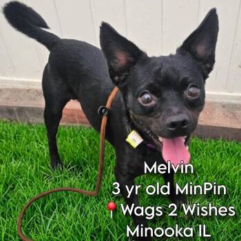 Melvin -  Miniature Pinscher Dog for Adoption in Plainfield, Illinois - Melvin | PetCurious