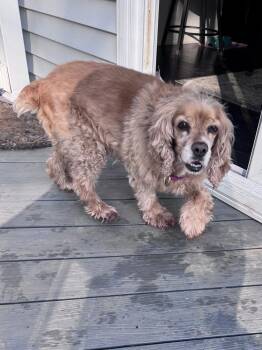 Cocker Spaniel Dogs Available for Adoption in Plymouth, Michigan - Lady | PetCurious