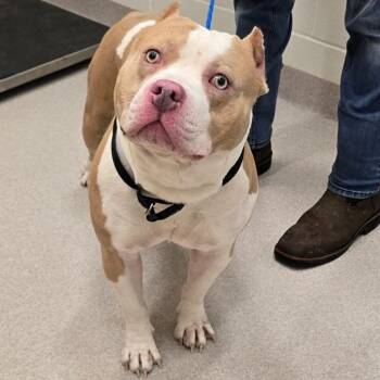 Pit Bull Terrier Dogs Available for Adoption - 26-114 | PetCurious