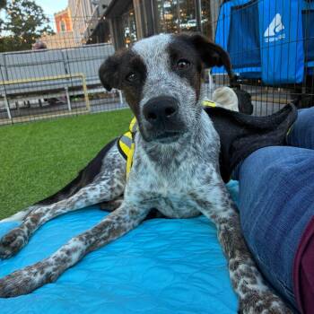 Luther -  Mixed Breed Dog for Adoption in Chattanooga, Tennessee - Luther | PetCurious