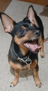 Rescue Chihuahua Dogs for Adoption in Wheelersburg, Ohio - Foundie | PetCurious