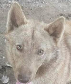 Shepherd Dogs Available for Adoption - Finn | PetCurious