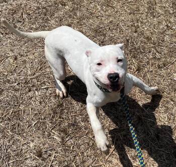 26-265 Dubby -  Pit Bull Terrier Dog for Adoption in Tarboro, North Carolina - 26-265 Dubby | PetCurious