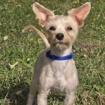 Cosmo -  Yorkshire Terrier Dog for Adoption in Waterloo, Iowa - Cosmo | PetCurious