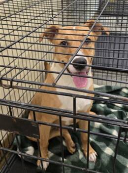 German Shepherd Dog and Mixed Breed Dogs Available for Adoption in Texas City, Texas - PHEONIX | PetCurious