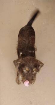 Barnaby -  Terrier and Schnauzer Dog for Adoption in Gainesville, Virginia - Barnaby | PetCurious
