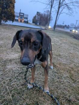 Beagle Dogs Available for Adoption in Vaudreuil-dorion, Quebec - Dean | PetCurious