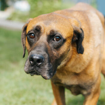Rescue Jindo Dogs for Adoption in Northbrook, Illinois - Heart | PetCurious