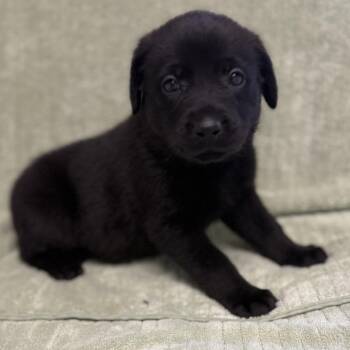 Labrador Retriever and Mixed Breed Dogs Available for Adoption in St. Peters, Missouri - Ziti | PetCurious
