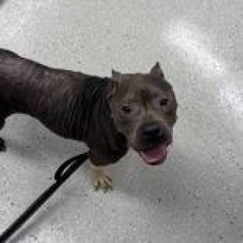 Rescue Mixed Breed Dogs for Adoption in Indianapolis, Indiana - Chalupa | PetCurious