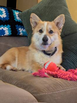 Pembroke Welsh Corgi Dogs Available for Adoption in Anoka, Minnesota - Scarlett-I256011 | PetCurious