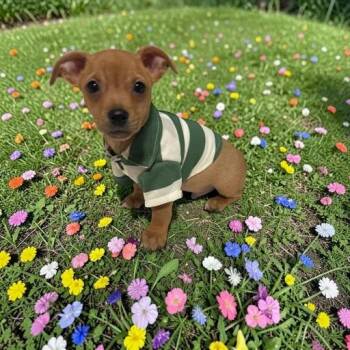 Jupiter -  Chihuahua Dog Available for Adoption in Fort Worth, Texas - Jupiter | PetCurious