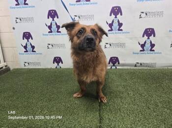 ELLA -  Shetland Sheepdog Sheltie and German Shepherd Dog Dog for Adoption in Orlando, Florida - ELLA | PetCurious