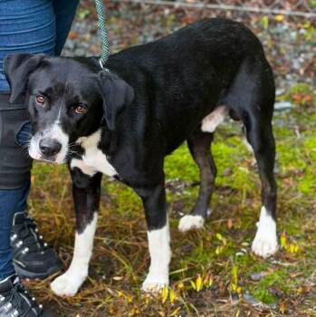 Petey P -  Border Collie Dog for Adoption in Elizabethtown, North Carolina - Petey P | PetCurious