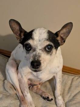 Rescue Rat Terrier and Chihuahua Dogs for Adoption in Bloomington, Illinois - Benny | PetCurious