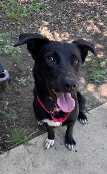 Chicken Little -  Border Collie and Labrador Retriever Dog for Adoption in Yorkville, Illinois - Chicken Little | PetCurious