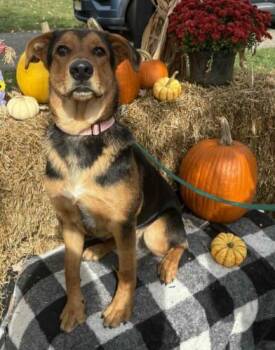 Rescue Shepherd Dogs for Adoption in Bridgewater, New Jersey - Lucky | PetCurious