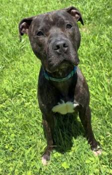 Rescue Pit Bull Terrier Dogs for Adoption in Virginia Beach, Virginia - 179478 Peanut Butter | PetCurious