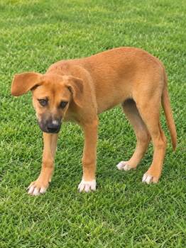 Devin -  American Bulldog and Labrador Retriever Dog for Adoption in Colorado Springs, Colorado - Devin | PetCurious