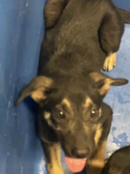 JOHNNY -  Mixed Breed Dog for Adoption in Dallas, Texas - JOHNNY | PetCurious