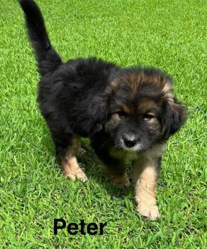Peter -  German Shepherd Dog Dog for Adoption in Stockbridge, Georgia - Peter | PetCurious