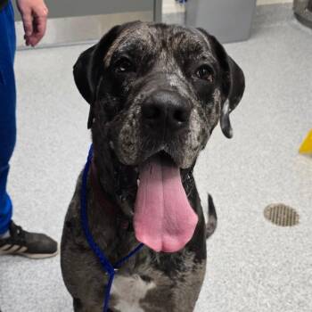 Benny -  Great Dane Dog for Adoption in Grand Rapids, Michigan - Benny | PetCurious