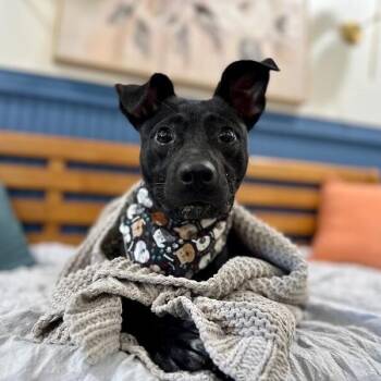 Black Labrador Retriever and Pit Bull Terrier Dogs Available for Adoption in Friendswood, Texas - 550 Normandy St 715, Houston TX 77015 | PetCurious