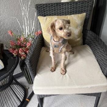 Stella -  Poodle Dog for Adoption in Maitland, Florida - Stella | PetCurious
