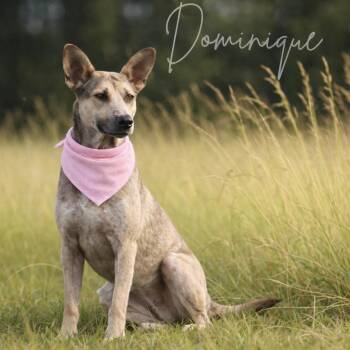German Shepherd Dog Dogs Available for Adoption - DOMINIQUE GS | PetCurious