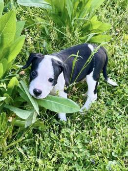 Pit Bull Terrier Dogs Available for Adoption in Salisbury, Maryland - Pocket | PetCurious