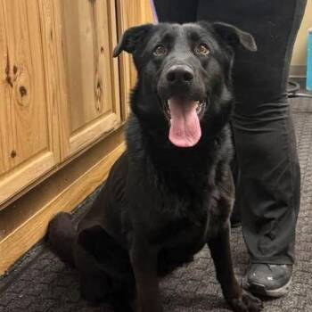 Raven -  Black Labrador Retriever and Mixed Breed Dog for Adoption - Raven | PetCurious