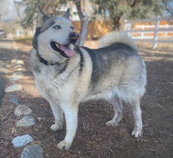 Rescue Siberian Husky Dogs for Adoption in Naperville, Illinois - Ike | PetCurious