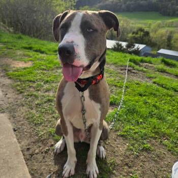 Fred -  Catahoula Leopard Dog and Great Dane Dog Available for Adoption in La Crescent, Minnesota - Fred | PetCurious