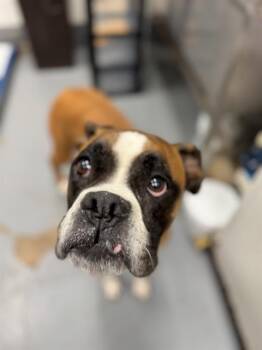 Boxer Dogs Available for Adoption in Peoria, Illinois - PAL | PetCurious
