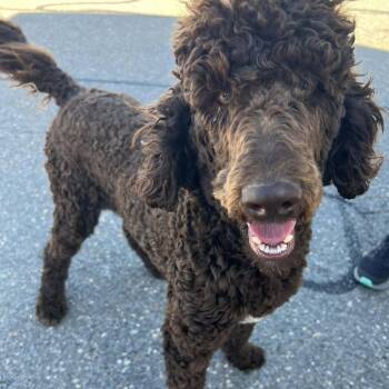 Labradoodle Dogs Available for Adoption - Barney  | PetCurious