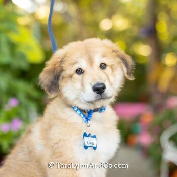 Rumba -  Poodle and Terrier Dog for Adoption in Wake Forest, North Carolina - Rumba | PetCurious