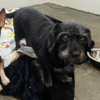 Expresso -  Dachshund Dog for Adoption in Semmes, Alabama - Expresso | PetCurious