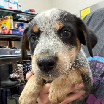 Dumpling -  Australian Cattle Dog Blue Heeler Dog for Adoption in Ardmore, Oklahoma - Dumpling | PetCurious