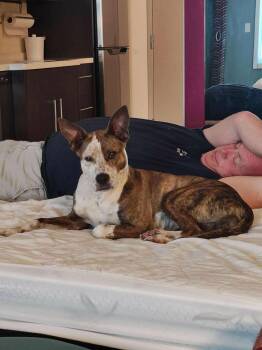 Rescue Australian Cattle Dog Blue Heeler Dogs for Adoption in Wantagh, New York - Bea | PetCurious